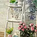 小林矢车菊