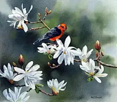 水彩--玉兰花 - 高清图片，堆糖，美图壁纸兴趣社区