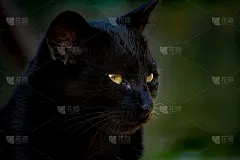 黑猫细节头