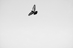 MgY5uhIK采集到Bird