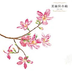花绘 插画 手绘 小清新 色铅笔  植物  栽培
