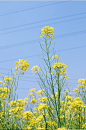 花季 春季油菜花摄影图照片小清新照片手机壁纸