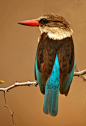 褐头翡翠 Halcyon albiventris 佛法僧目 翠鸟科 翡翠属 雌性
Halcyon albiventris :: Brown-hooded Kingfisher. Africa