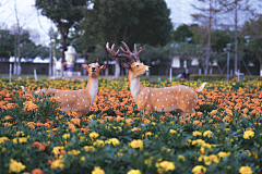泉州园林景观雕塑摆件采集到仿真梅花鹿雕塑