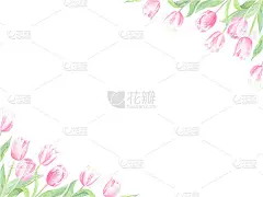水彩画的郁金香框架