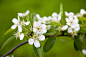 自然,花,樱桃树,樱花,花朵_562760343_White cherry blossoms_创意图片_Getty Images China