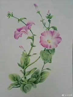 各种花.彩铅画.
投稿作者：@sophia-邵 ​