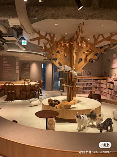 老了会很帅采集到宠物医院 猫咖
