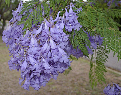 忘川漪涟采集到花儿