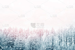 雪,寒冷,一月,霜,壁纸,云杉,杉树,松树,背景,天空