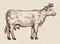素描牛。手绘矢量图