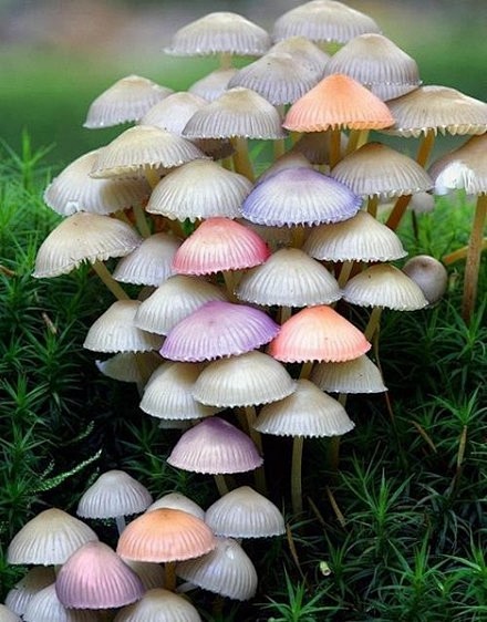 彩色的蘑菇