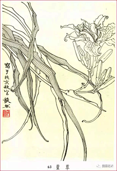 梅花小弄采集到白描花卉-百合 萱草花 鸢尾花 柱顶红