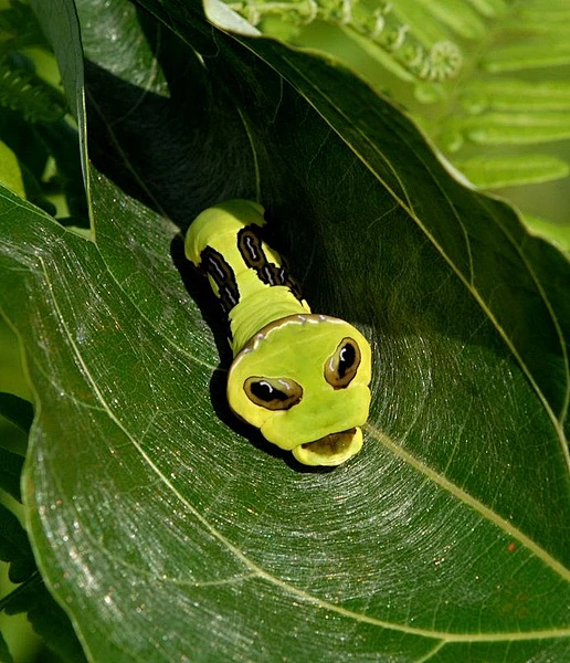 嘚嘚的相册-虫鸣