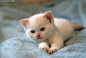 Blue Eyes