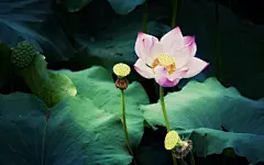 唯美白色水莲桌面壁纸