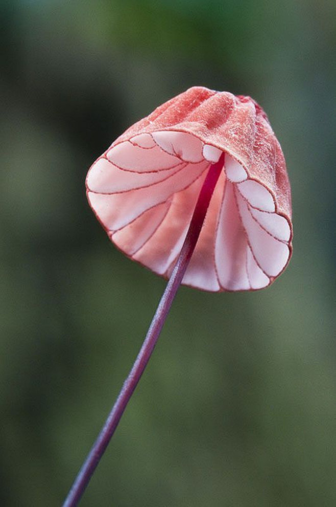 生长在丛林里的菌类