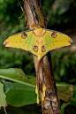 creatures-alive:

Madagaskar Moon Moth (Argema Mittrei or Comet Moth) by ~Lyanna~
