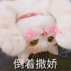 【图片】小猫咪表情包，简直可爱炸了。【吸猫吧】_百度贴吧