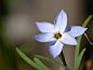 Ipheion uniflorum 。花韭。