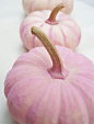 Pink Pumpkins(8375F)