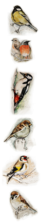birds watercolor : watercolor