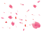 飘落花瓣@北坤人素材