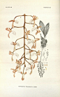 mochizukikaoru的相册-[绘画参考用] 植物图鉴①