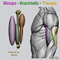 Muscles of the Upper Arm