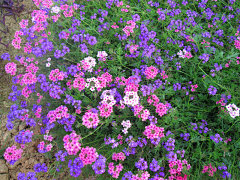 Bing-L采集到植物