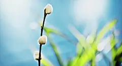 高清晰蒲公英植物壁纸封面大图