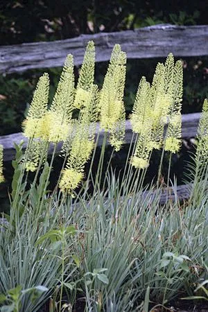 独尾草“柠檬” Eremurus 'Lemon Meringue'