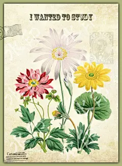 欧美怀旧花卉