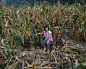 陕西省旬阳县白柳镇，胡尔桂在村里的玉米地里（8月30日摄）。胡尔桂的丈夫和两个孩子在外打工。
