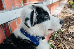 边境牧羊犬,气促,柯利牧羊犬,纯种犬,水平画幅,家畜,无人,户外,黑色,动物主题