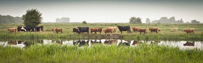 Cows by a river.