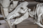Skulls & Bones (128)