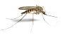 蚊子 PNG