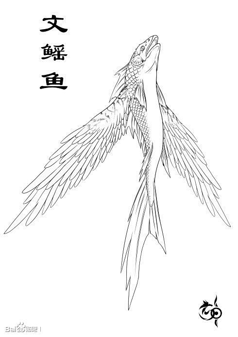 文鳐鱼（鳐）