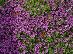 小蛱蝶,百里香,自然,水平画幅,蝴蝶,无人,户外,仅一朵花,庭院,轮峰菊