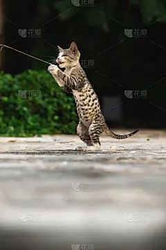 小猫玩着，跳上一个玩具，萌萌的动物图片，爪子向上