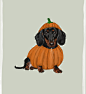 Another little Pupkin friend  . . . . . . #sausagedog #petportraits #petportraitartist #artistsoninstagram #dachshund #dachsundsofinstagram #dachshundpuppy #autumnillustration #autumnvibes #petsofinstagram #dogsofinstagram #dogillustration #dogportrait #a