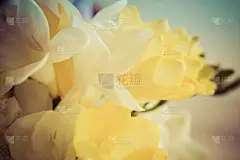 小苍兰