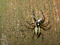 眼镜黑条蝇虎 雄 Phintella versicolor