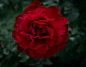 Rosae