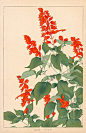 Chigusa Soun Flowers of Japan Woodblock Prints 1900