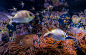 fish water underwater blue aquarium Düsseldorf germany
