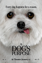 超大型电影海报图像为狗的目的（#4 of 13）
