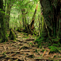 Yakushima Island (UNESCO)