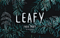 Leafy Free Brush Font : Leafy is a handwritten brush font thats hand made. It features 95 characters and has all the basic glyphs. The download contains a .otf file. It's brushed by Ieva Mezule, and put together by Krisjanis Mezulis. 